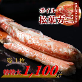 【ふるさと納税】 【先行予約】【魚倉】 タグ付き ボイル 松葉ガニ （特特大 1,100g以上） ズワイガニ 松葉蟹 カニ かに かにしゃぶ 【11月から3月発送予定】 早期受付 先行予約