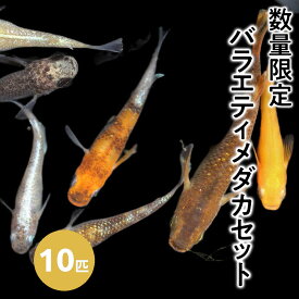 【ふるさと納税】＜数量限定＞お楽しみ！バラエティメダカセット(10匹)