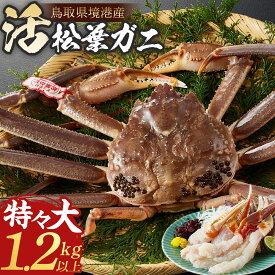 【ふるさと納税】＜11月中旬～3月中旬発送予定＞＜期間限定＞活松葉ガニ 特々大 1.2kg以上 | 松葉ガニ 松葉がに 活蟹 活ガニ 活かに ズワイガニ ずわいがに 蟹 かに カニ 特々大 特大 大型