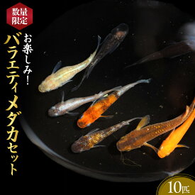 【ふるさと納税】＜数量限定＞お楽しみ！バラエティメダカセット(10匹) | メダカ めだか 観賞魚 熱帯魚 淡水魚 改良メダカ バラエティ ランダム セット 飼育 アクアリウム