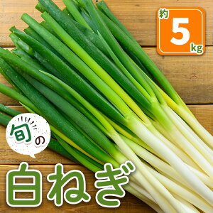 yӂ邳Ɣ[Łzs\tI11{`3{\聄˂(5kg) ˂ ˂ lM lM K { ύ u  am \  痿 ysm-DI004zy匴Δz