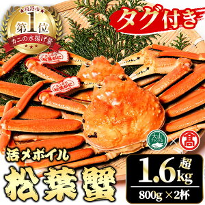 yӂ邳Ɣ[ŁzIׂ遄s\tI2025N11`2026N2{\聄y^OtzY{CtI2tZbg(E800gȏ×2t) 挧  CN C̍K Jj  I tI 