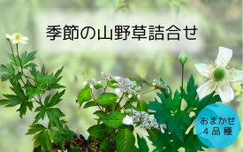 【ふるさと納税】季節のおすすめ山野草4点セット｜鳥取県 岩美町 山野草 ガーデニング【77005】