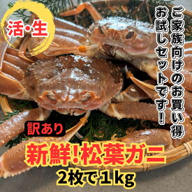 【ふるさと納税】【訳あり】活！松葉ガニ1kgセット【さかなや新鮮組】鳥取網代港｜鳥取 岩美 蟹 かに カニ 松葉がに ズワイガニ 新鮮 魚介 冬の味覚 冷蔵 送料無料【22026】