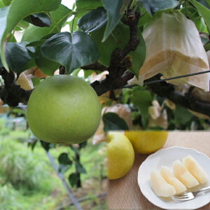 yӂ邳Ɣ[Łzys\z\I@I3kg [202-W2]