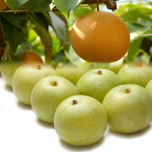 yӂ邳Ɣ[Łzys\z\IƐVÐ̃Zbg@3kg [204-W4]