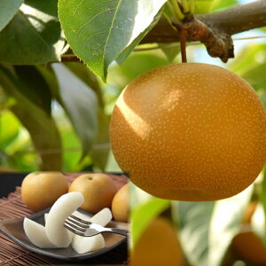 yӂ邳Ɣ[Łz207-W7Dys\zv~AVÐi񂩂񂹂j3kgO@^Ȃ   ʕ t[c   挧Y 