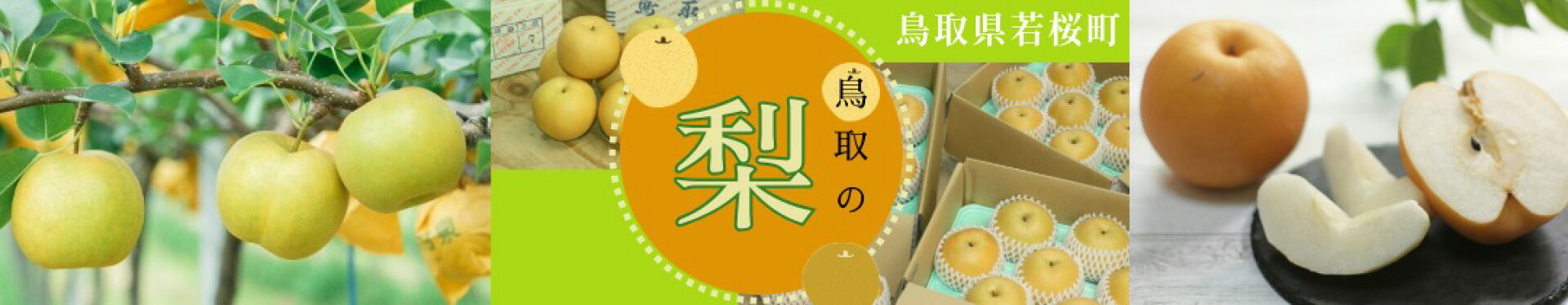 鳥取の梨