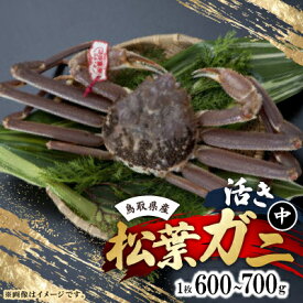 【ふるさと納税】活　鳥取県産タグ付き松葉ガニ中1枚(600g～700g)【配送不可地域：離島・北海道・沖縄県・東北・関東・信越、北陸・東海・九州】【1536361】