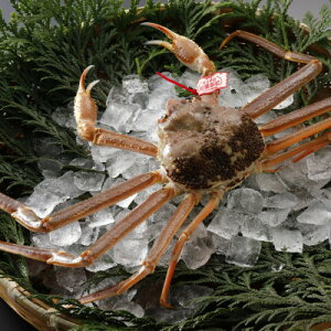 �y�ӂ邳�Ɣ[�Łz�y��s�\��z���挧�Y �^�O�t�� �����t���� 1kg�ȏ�×1�t(�������X)25�N12���E26�N1�������y�z���s�n��F�����E�k�C���E���ꌧ�E���k�E�M�z�A�k���z�y1692715�z