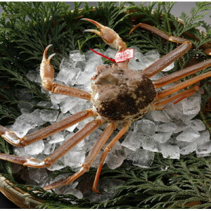 �y�ӂ邳�Ɣ[�Łz�y��s�\��z���挧�Y �^�O�t�� �� ���t���� 700g×3�t(�������X)25�N12���E26�N1�������y�z���s�n��F�����E�k�C���E���ꌧ�E���k�E�M�z�A�k���z�y1692721�z