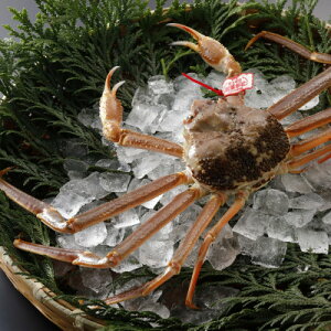 �y�ӂ邳�Ɣ[�Łz�y��s�\��z���挧�Y �^�O�t�� �� ���t���� 500g×3�t(�������X)25�N12���E26�N1�������y�z���s�n��F�����E�k�C���E���ꌧ�E���k�E�M�z�A�k���z�y1692727�z