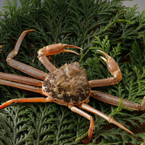 �y�ӂ邳�Ɣ[�Łz�y��s�\��z���挧�Y �󂠂� �� ���t���� 900g×1�t(�������X)25�N12���E26�N1�������y�z���s�n��F�����E�k�C���E���ꌧ�E���k�E�M�z�A�k���z�y1692728�z