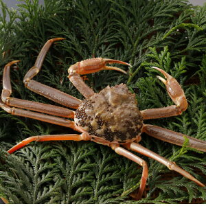 �y�ӂ邳�Ɣ[�Łz�y��s�\��z���挧�Y �󂠂� �� ���t���� 700g×1�t(�������X)25�N12���E26�N1�������y�z���s�n��F�����E�k�C���E���ꌧ�E���k�E�M�z�A�k���z�y1692738�z