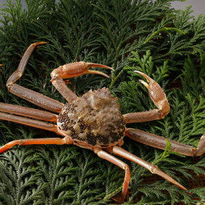 �y�ӂ邳�Ɣ[�Łz�y��s�\��z���挧�Y �󂠂� �� ���t���� 700g×2�t(�������X)25�N12���E26�N1�������y�z���s�n��F�����E�k�C���E���ꌧ�E���k�E�M�z�A�k���z�y1692742�z