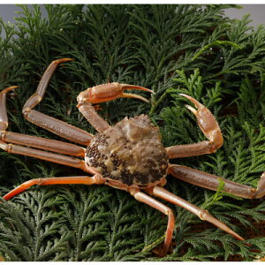 �y�ӂ邳�Ɣ[�Łz�y��s�\��z���挧�Y �󂠂� �� ���t���� 700g×3�t(�������X)25�N12���E26�N1�������y�z���s�n��F�����E�k�C���E���ꌧ�E���k�E�M�z�A�k���z�y1692744�z