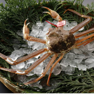 �y�ӂ邳�Ɣ[�Łz�y��s�\��z���挧�Y �^�O�t�� �� ���t���� 500g×1�t(�������X)2026�N1������菇�������y�z���s�n��F�����E�k�C���E���ꌧ�E���k�E�M�z�A�k���z�y1692906�z