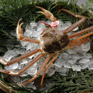 �y�ӂ邳�Ɣ[�Łz�y��s�\��z���挧�Y �^�O�t�� �� ���t���� 500g×2�t(�������X)2026�N1������菇�������y�z���s�n��F�����E�k�C���E���ꌧ�E���k�E�M�z�A�k���z�y1692907�z