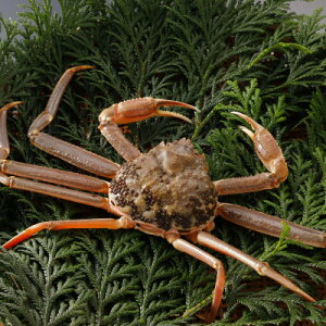 �y�ӂ邳�Ɣ[�Łz�y��s�\��z���挧�Y �󂠂� �� ���t���� 900g×2�t(�������X)2026�N1������菇�������y�z���s�n��F�����E�k�C���E���ꌧ�E���k�E�M�z�A�k���z�y1692911�z