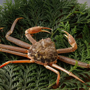 �y�ӂ邳�Ɣ[�Łz�y��s�\��z���挧�Y �󂠂� �� ���t���� 900g×3�t(�������X)2026�N1������菇�������y�z���s�n��F�����E�k�C���E���ꌧ�E���k�E�M�z�A�k���z�y1692915�z