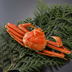 �y�ӂ邳�Ɣ[�Łz�y��s�\��z���挧�Y �󂠂� � ���t���� 500g×1�t(�������X)2026�N1������菇�������y�z���s�n��F�����E�k�C���E���ꌧ�E���k�E�M�z�A�k���z�y1692938�z