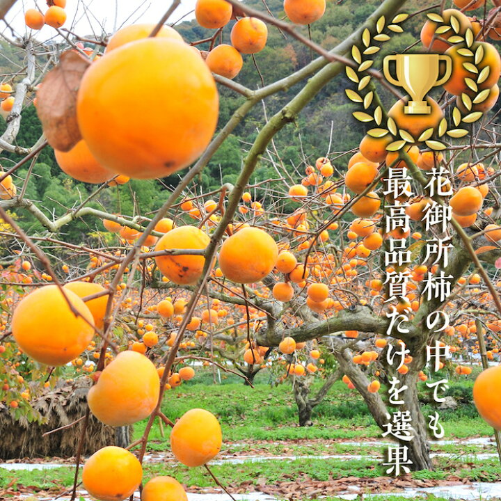 楽天市場 ふるさと納税 こおげ花御所柿 5kg箱 鳥取県八頭町
