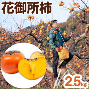 yӂ邳Ɣ[Łzys\z100ŇÖ؂̂Ԍ䏊` 2.5kg t@[s12{-12oׁt挧  `  JL Ԍ䏊` ʕ t[c