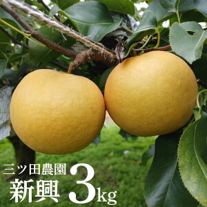 yӂ邳Ɣ[ŁzOcc_V3kg
