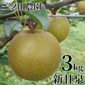【ふるさと納税】梨 新甘泉 しんかんせん 3kg 三ツ田農園 鳥取県産