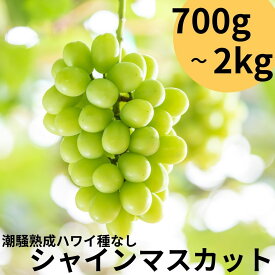 【ふるさと納税】シャインマスカット 2kg 700g 1房 3房 4房 5房 潮騒熟成 | ぶどう 鳥取県 湯梨浜町 果物 フルーツ 特産品 送料無料