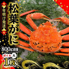 【ふるさと納税】【先行予約】松葉ガニ（ボイル）大1枚　約800g【年明け配送】※着日指定不可※北海道、沖縄、一部離島への配送不可《ずわいがに　かに　カニ　蟹》 | 蟹 魚介類 水産 食品 人気 おすすめ 送料無料