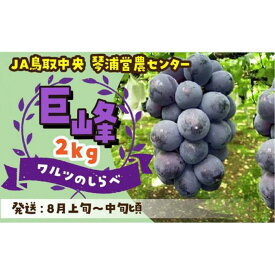【ふるさと納税】数量限定 鳥取県産ぶどう 巨峰 種なし 2kg | フルーツ 果物 くだもの 食品 人気 おすすめ 送料無料