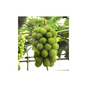 yӂ邳Ɣ[Łzys\z󂠂@ՉYYVC}XJbgipbNj1.2kg | t[c ʕ  Hi lC  