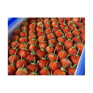 yӂ邳Ɣ[Łz2026N2蔭 挧IWiiu ƂĂ v1kg ( 250g× 4 pbN ) | t[c ʕ  Hi lC  
