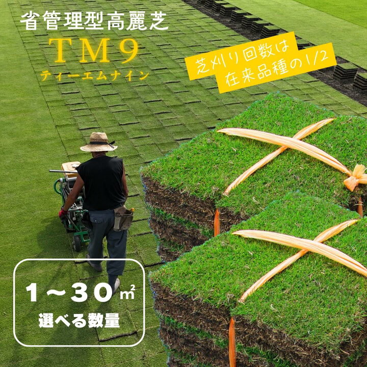 楽天市場】【ふるさと納税】＼選べる数量／芝生(省管理型コウライ芝 