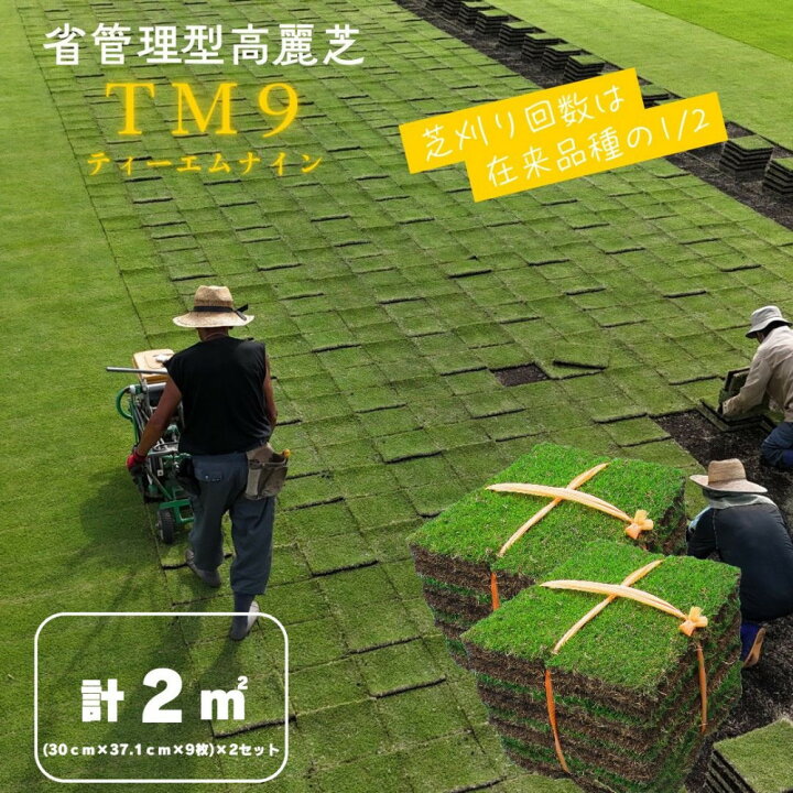 楽天市場】【ふるさと納税】芝生(省管理型コウライ芝 TM9ティーエム 