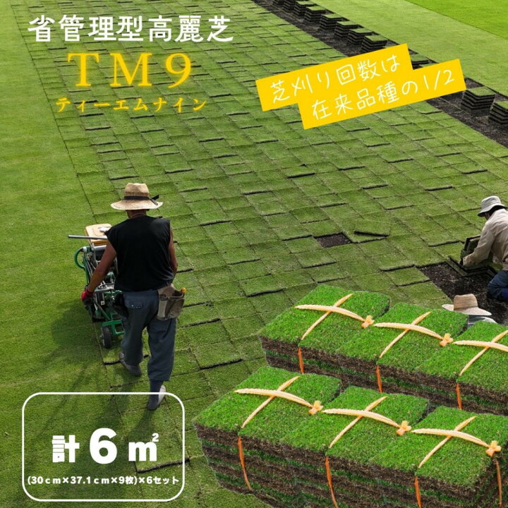 楽天市場】【ふるさと納税】芝生(省管理型コウライ芝 TM9ティーエム 