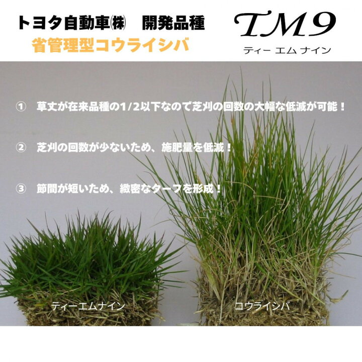 楽天市場】【ふるさと納税】芝生(省管理型コウライ芝 TM9ティーエム 