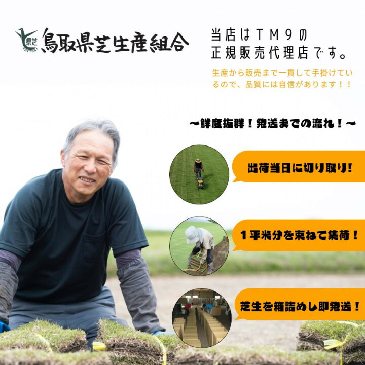 楽天市場】【ふるさと納税】芝生(省管理型コウライ芝 TM9ティーエム 