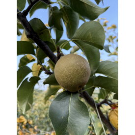 【ふるさと納税】 鳥取県産 梨 新興梨 約5kg （8～15玉） 先行予約 訳あり 数量限定 | 鳥取県産 訳あり 梨 新興梨 新興 しんこうなし 和梨 数量限定 先行予約 カロリー なし 果物 フルーツ くだもの 栄養 効能 ビタミン おすすめ 人気 送料無料 鳥取県 琴浦町