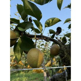 【ふるさと納税】鳥取県産 梨 王秋梨 約5kg （7～15玉） 訳あり 数量限定 | 鳥取県産 訳あり 梨 王秋梨 王秋 おうしゅうなし 和梨 数量限定 カロリー なし 果物 フルーツ くだもの 栄養 効能 ビタミン おすすめ 人気 送料無料 鳥取県 琴浦町