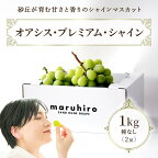 【先行予約】オアシス・プレミアム・シャイン 1kg（鳥取砂丘地栽培） ｜ シャインマスカット 種なし 葡萄 ぶどう 産地直送 フルーツ 果物 甘い 人気　※2024年8月下旬～11月上旬頃に順次発送予定