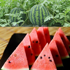 �y�ӂ邳�Ɣ[�Łz243.�y��s�\��z�X�C�JM 2�� 5kg�ȏ�2�� ��5�����{�`8�����{���ɏ��������\��i������̕ԗ�i�́A��h���Z�ł͂���܂���j | ���Z �X�C�J �ʕ� �t���[�c �������� ���挧 