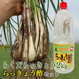 【ふるさと納税】327.【先行予約】朝堀りらくだらっきょうと老舗のらっきょう酢セット　※5月中旬～6月下旬頃に順次発送予定 | らっきょ らっきょう 漬物 鳥取県 北栄町 おすすめ 人気 送料無料