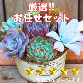 【ふるさと納税】731【厳選株】【農場直送】多肉植物エケベリア ぷっくり充実株!! おまかせ7品種セット※着日指定不可※北海道・沖縄・離島への配送不可