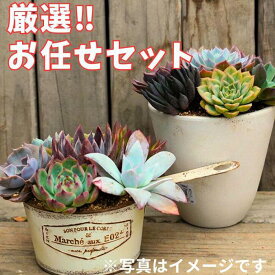 【ふるさと納税】730.【厳選株】【農場直送】多肉植物エケベリア ぷっくり充実株!! おまかせ14品種セット※着日指定不可※北海道・沖縄・離島への配送不可