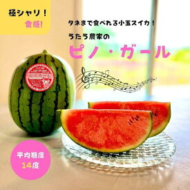 【ふるさと納税】【先行予約】798.種ごと食べられる！小玉スイカ【ピノ・ガール】2玉（1玉2kg前後×2玉）※着日指定不可※離島への配送不可 | 西瓜 スイカ すいか 果物 フルーツ 鳥取県 北栄町 おすすめ 人気 送料無料