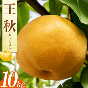 yӂ邳Ɣ[ŁzIׂeʁ  H 5kg 10kg 挧Y 2025N10{`11{ɏ\ | s\ Iׂ e  Ȃ J[ ʕ t[c  h{ \ r^~ 