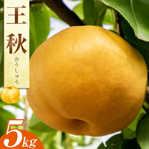 【ふるさと納税】<選べる容量> 梨 王秋 5kg 10kg 鳥取県産 ※2025年10月下旬〜11月下旬頃に順次発送予定 | 先行予約 選べる 容量 梨 なし カロリー 果物 フルーツ くだもの 栄養 効能 ビタミン