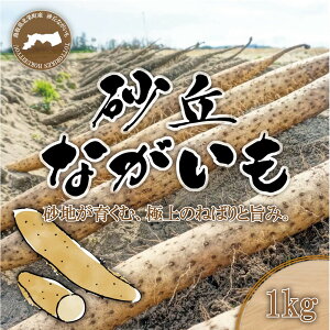 【ふるさと納税】1112.砂丘ながいも1kg